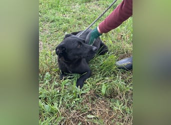 Zafir, geboren 15.11.2022, 51cm sucht Zuhause fürs Leben