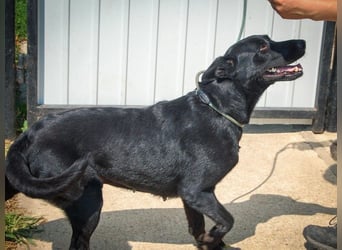 Aliz, geb. 2020, 52 cm, möchte ihre Familie kennenlernen