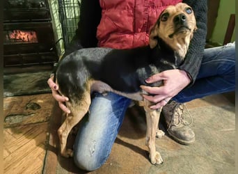 Szemi, geb. 02.03.2024, 46 cm, wartet auf sein Glück (Pflegestelle in Deutschland)