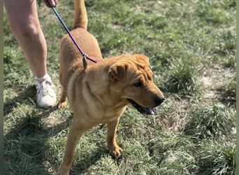 Cain, geboren 2018, 44cm sucht ein liebevolles Zuhause