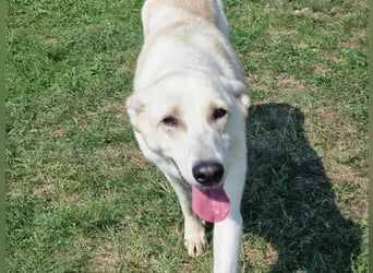 Mirko, geb. 15.10.2021, 49 cm, sucht seine Menschen