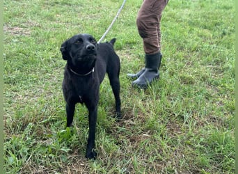 Zafir, geboren 15.11.2022, 51cm sucht Zuhause fürs Leben