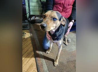 Szemi, geb. 02.03.2024, 46 cm, wartet auf sein Glück (Pflegestelle in Deutschland)