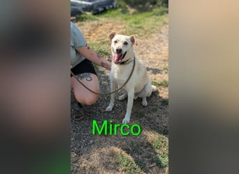 Mirko, geb. 15.10.2021, 49 cm, sucht seine Menschen