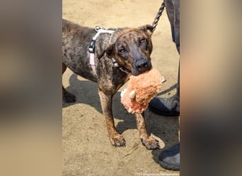 Cindy, geb. 06/2022, 48 cm, sucht ihre Menschen