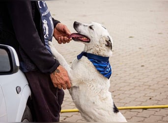 Dallas, geboren 11.10.2018, 50cm sucht sein Zuhause