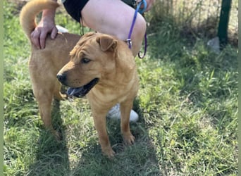 Cain, geboren 2018, 44cm sucht ein liebevolles Zuhause