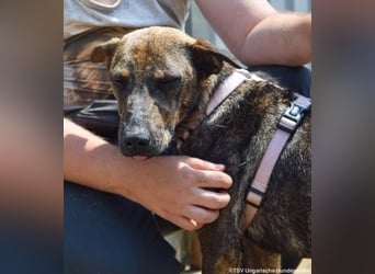 Cindy, geb. 06/2022, 48 cm, sucht ihre Menschen