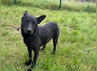 Dennis, geboren 01.06.2023, 53cm sucht nach seinem Glück