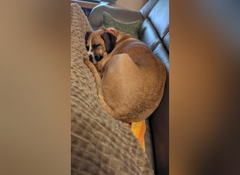 Miranda, geboren 16.08.2020, 49cm sucht ihr für immer Zuhause (Pflegestelle in Deutschland)