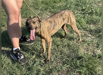 Cosmo, geboren 09.2023, 49cm sucht sein Abenteuer