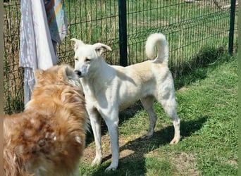 Mirko, geb. 15.10.2021, 49 cm, sucht seine Menschen