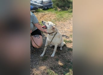 Mirko, geb. 15.10.2021, 49 cm, sucht seine Menschen