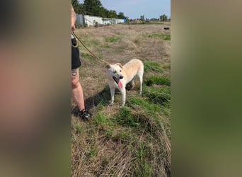 Mirko, geb. 15.10.2021, 49 cm, sucht seine Menschen