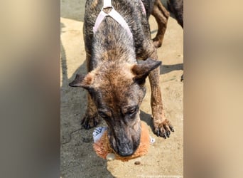 Cindy, geb. 06/2022, 48 cm, sucht ihre Menschen