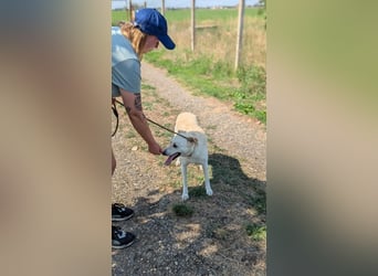 Mirko, geb. 15.10.2021, 49 cm, sucht seine Menschen