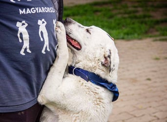 Dallas, geboren 11.10.2018, 50cm sucht sein Zuhause