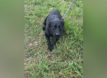 Zafir, geboren 15.11.2022, 51cm sucht Zuhause fürs Leben