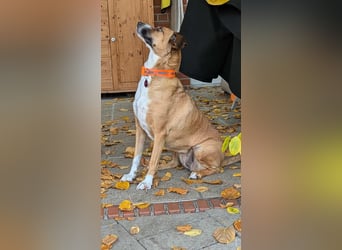 Miranda, geboren 16.08.2020, 49cm sucht ihr für immer Zuhause (Pflegestelle in Deutschland)