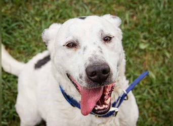 Dallas, geboren 11.10.2018, 50cm sucht sein Zuhause