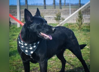 Aliz, geb. 2020, 52 cm, möchte ihre Familie kennenlernen