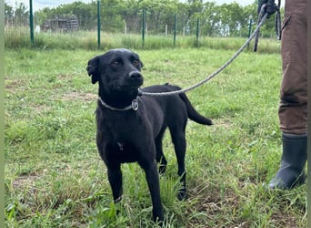 Zafir, geboren 15.11.2022, 51cm sucht Zuhause fürs Leben