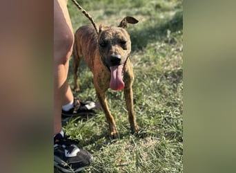 Cosmo, geboren 09.2023, 49cm sucht sein Abenteuer