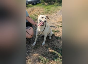 Mirko, geb. 15.10.2021, 49 cm, sucht seine Menschen