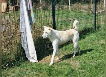 Mirko, geb. 15.10.2021, 49 cm, sucht seine Menschen