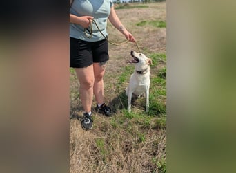 Mirko, geb. 15.10.2021, 49 cm, sucht seine Menschen