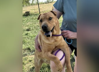 Cain, geboren 2018, 44cm sucht ein liebevolles Zuhause