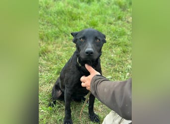 Dennis, geboren 01.06.2023, 53cm sucht nach seinem Glück