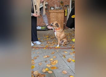 Miranda, geboren 16.08.2020, 49cm sucht ihr für immer Zuhause (Pflegestelle in Deutschland)