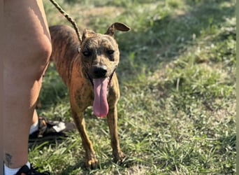 Cosmo, geboren 09.2023, 49cm sucht sein Abenteuer