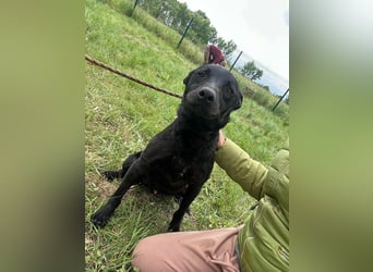 Dennis, geboren 01.06.2023, 53cm sucht nach seinem Glück