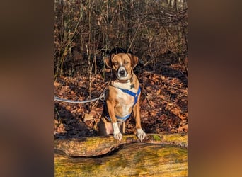 Miranda, geboren 16.08.2020, 49cm sucht ihr für immer Zuhause (Pflegestelle in Deutschland)