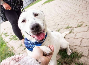 Dallas, geboren 11.10.2018, 50cm sucht sein Zuhause