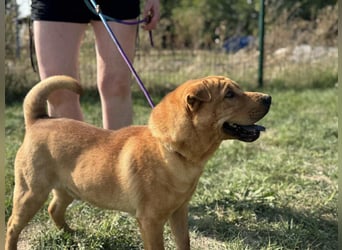 Cain, geboren 2018, 44cm sucht ein liebevolles Zuhause