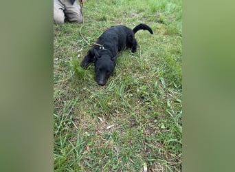 Dennis, geboren 01.06.2023, 53cm sucht nach seinem Glück