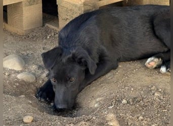 Lieber, schmusiger Coro sucht seine Familie