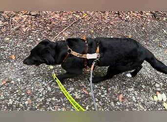 Lieber, schmusiger Coro sucht seine Familie