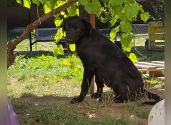 Lieber, schmusiger Coro sucht seine Familie
