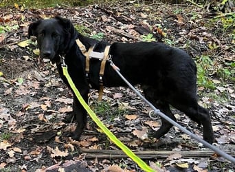 Lieber, schmusiger Coro sucht seine Familie