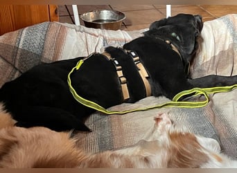 Lieber, schmusiger Coro sucht seine Familie