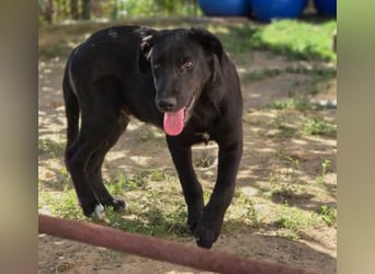 Lieber, schmusiger Coro sucht seine Familie