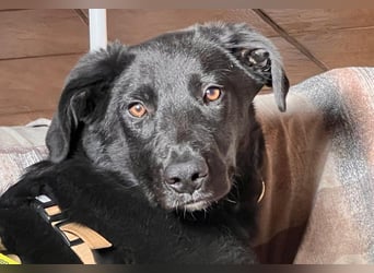 Lieber, schmusiger Coro sucht seine Familie