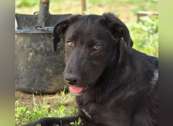 Lieber, schmusiger Coro sucht seine Familie