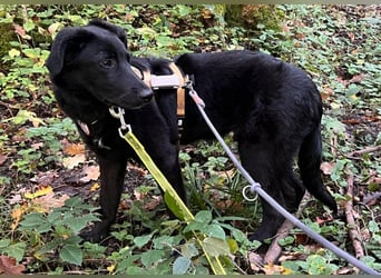 Lieber, schmusiger Coro sucht seine Familie