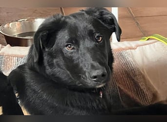 Lieber, schmusiger Coro sucht seine Familie