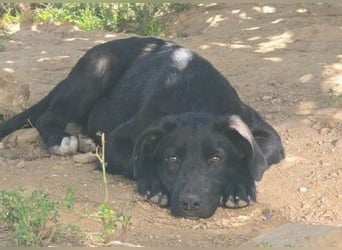 Lieber, schmusiger Coro sucht seine Familie